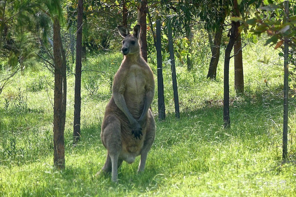 Kangourou Megalong Valley Bilan voyage Asie coups de coeur 1