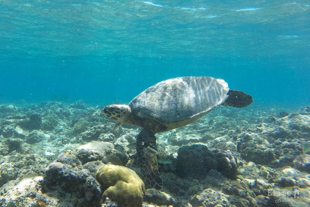 Gili Meno tortue Bilan voyage Asie coups de coeur 14