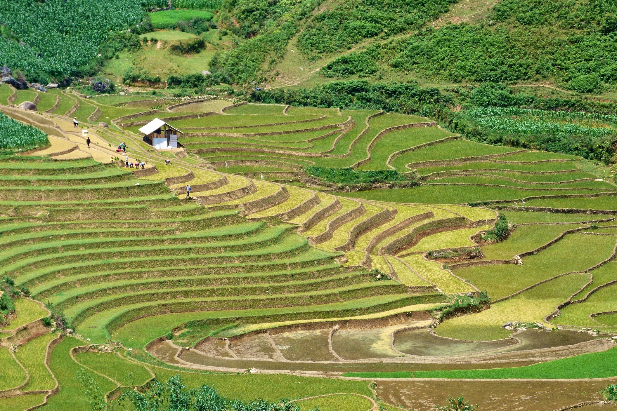 Trek dans les rizières au nord de Sapa | Elise on the way
